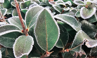 leaves covered with frost in the first autumn frosts, abstract natural background. green leaves of plants covered with frost, top view. Late autumn.