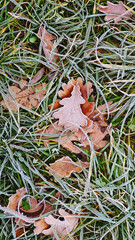 leaves covered with frost in the first autumn frosts, abstract natural background. green leaves of plants covered with frost, top view. Late autumn.