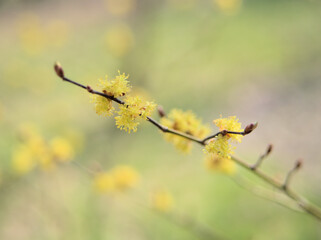 3月に咲いた春の訪れを告げる檀香梅（ダンコウバイ）の花
