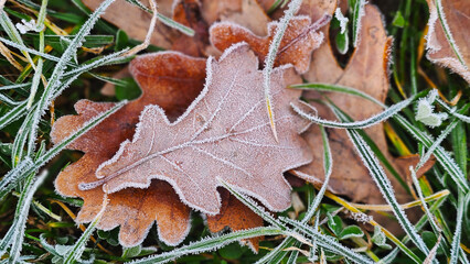 leaves covered with frost in the first autumn frosts, abstract natural background. green leaves of plants covered with frost, top view. Late autumn.
