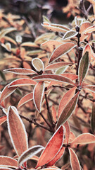 leaves covered with frost in the first autumn frosts, abstract natural background. green leaves of plants covered with frost, top view. Late autumn.