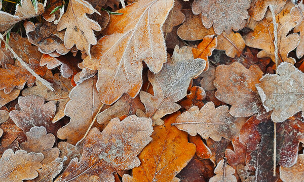 leaves covered with frost in the first autumn frosts, abstract natural background. green leaves of plants covered with frost, top view. Late autumn.