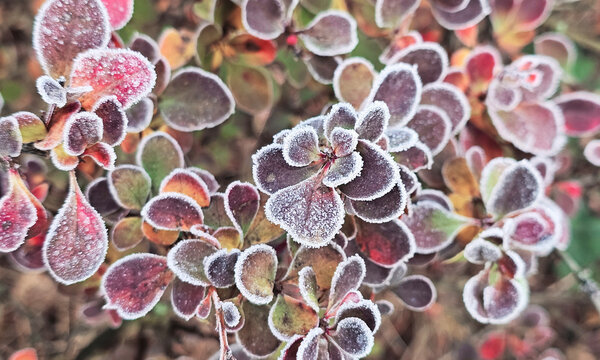 leaves covered with frost in the first autumn frosts, abstract natural background. green leaves of plants covered with frost, top view. Late autumn.