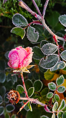 A close-up of a frosted pink rose in a winter garden. The icy petals glisten, capturing the delicate beauty of nature on a cold, serene day.