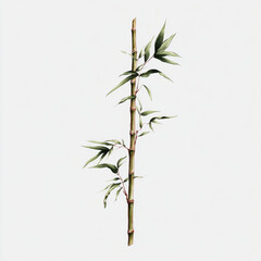 Fototapeta premium Bamboo stalk with green leaves illustration graphic