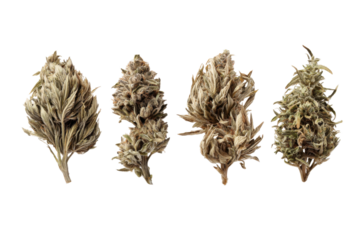 Lineup of Dry Cannabis Buds Ready for Use on Isolated Background