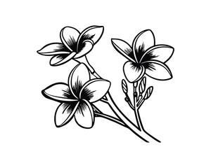 plumeria frangipai flower vector