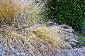 Partly cut autumn Pennisetum alopecuroides fountain grass with laying seedheads, showing trimmed lower section in a garden.