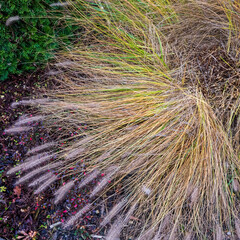 Partly cut Pennisetum alopecuroides fountain grass in autumn, with trimmed seed heads lying on the ground in a garden bed.
