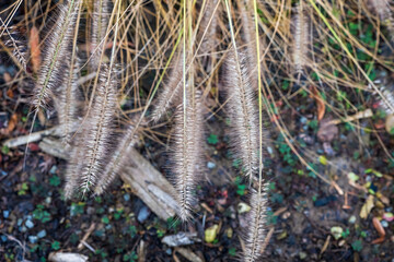 Close-up of Pennisetum alopecuroides fountain grass seedheads hanging in autumn above soil and garden debris.