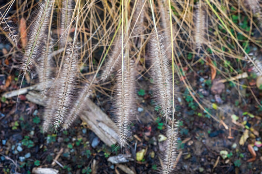 Close-up of Pennisetum alopecuroides fountain grass seedheads hanging in autumn above soil and garden debris.