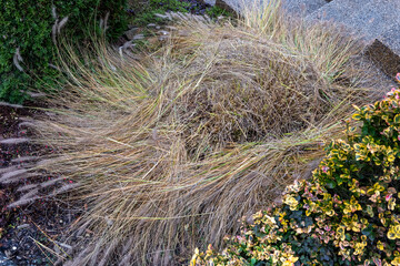 Partly cut Pennisetum alopecuroides fountain grass in autumn, with trimmed seed heads lying on the ground in a garden bed.
