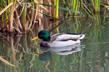 Obraz premium Mallard duck swimming in calm water surrounded by green reeds on a sunny day