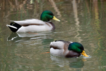 Obraz premium Two mallard ducks swimming in calm water surrounded by green reeds during the afternoon