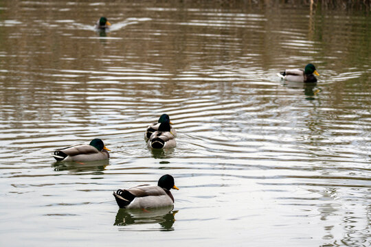 Ducks swimming peacefully in a calm pond during a quiet afternoon in springtime