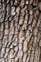 Detailed Tree Bark Surface Texture. Background.