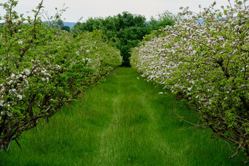 Blooming apple orchard - Yering, Victoria, Australia