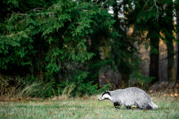 A Eurasian badger moves cautiously across a grassy clearing at the edge of a dense forest. Its distinctive black-and-white markings stand out against the deep green backdrop of woodland vegetation.  © Dagmar
