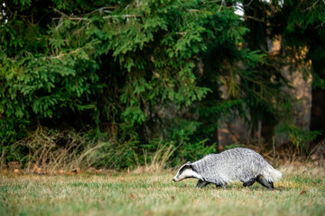 A Eurasian badger moves cautiously across a grassy clearing at the edge of a dense forest. Its...