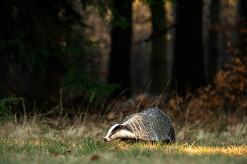 A Eurasian badger moves cautiously across a grassy clearing at the edge of a dense forest. Its...