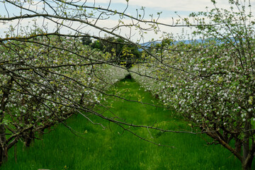 Tree sprigs in the apple orchard - Yering, Victoria, Australia