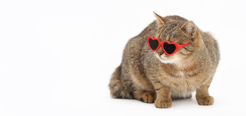 tabby cat wearing heart-shaped sunglasses, full length, clean white background, minimalism and...