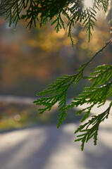 Thuja branches with evergreen leaves in the rays of the setting sun. Closeup photo outdoors. Nature, park landscape, conifer tree, natural environment . 