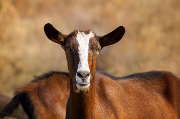 Golden brown goat