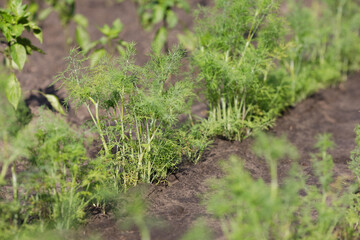 Growing fresh herbs in a sunny garden with rich soil