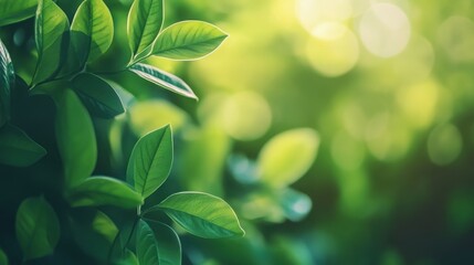 Lush Green Leaves with Soft Light and Bokeh Background Effect