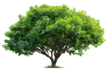 Full Green Tree with Lush Leaves Isolated on Transparent Background