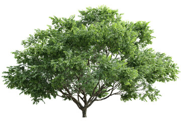 Obraz premium Tree with Green Leaves Isolated on Transparent Background
