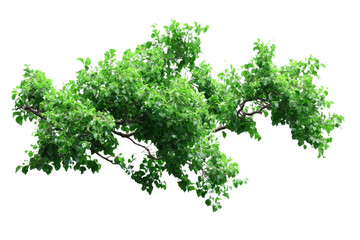 Obraz premium Green Lush Tree Branches Full of Leaves on Transparent Background