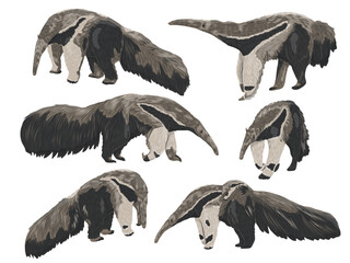 A set of giant anteaters Myrmecophaga tridactyla. This exotic insectivorous mammal is native to Central and South America. Realistic vector animal