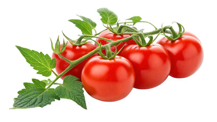 Fresh vine tomatoes bursting with flavor, perfect for healthy recipes and vibrant culinary creations, showcasing garden freshness