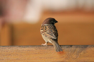 Sparrow sitting on a wooden fence in a park in the city