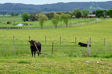 Yarra Valley spring countryside - Yering, Victoria, Australia