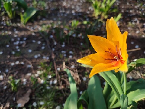 Blooming orange botanical tulip. Blooming flower with orange petals with green stem and leaves growing in ground on sunny spring evening. Selection breeding varietal flowers. Flower bed