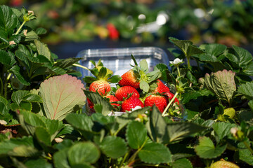 Freshly harvested strawberries in plastic container placed among green strawberry plants on a farm