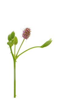 Time lapse of growing and blooming Mimosa plant on white background, vertical orientation