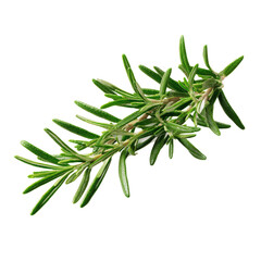 Fototapeta premium Fresh green rosemary sprig for cooking and seasoning