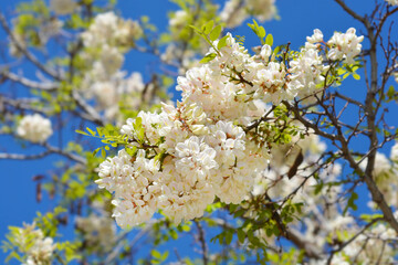 Black locust branches with flowers - Latin name - Robinia pseudoacacia