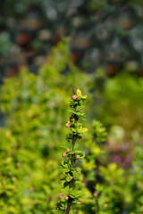 Japanese barberry branch with flower buds - Latin name - Berberis thunbergii Powwow