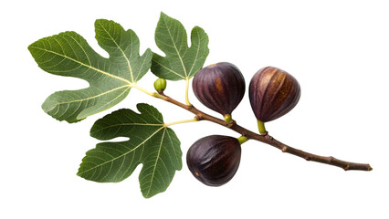 Fresh figs on a branch with vibrant leaves, perfect for healthy recipes or summer desserts, adding a gourmet touch to your culinary designs