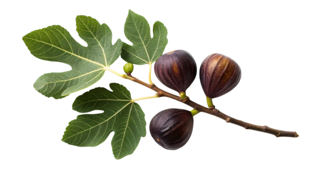 Fresh figs on a branch with vibrant leaves, perfect for healthy recipes or summer desserts, adding a gourmet touch to your culinary designs