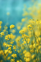 Fototapeta premium 春の光を浴びる菜の花