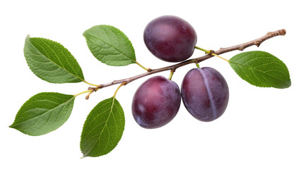 Fresh plums with leaves on a branch, perfect for health and wellness content, vibrant fruit photography for summer recipes and healthy lifestyle promotions