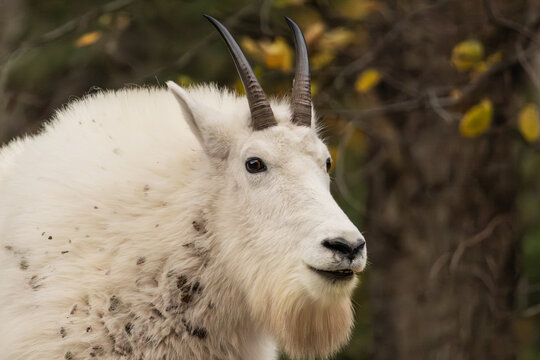 Tick covered mountain goat grazing alongside the road in Spearfish Canyon near Spearfish, South Dakota