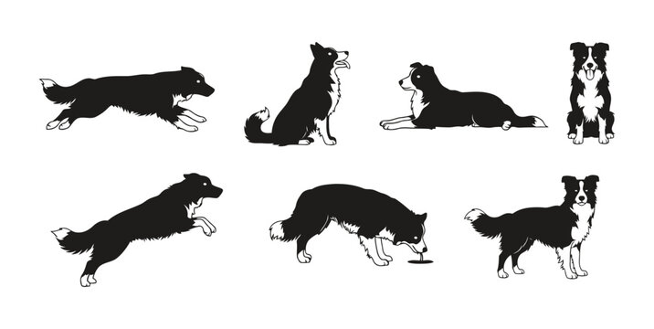 Border Collie Dog Black and White Vector Silhouettes: Set of Icons of a Sheepdog in Various Poses Including Running, Sitting, and Resting