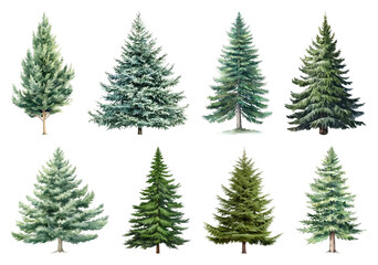 Obraz premium PNG Diverse evergreen tree illustrations, element set on transparent background